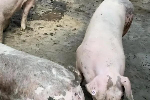 母猪蓝耳病的症状，急性型表现为拒绝进食、精神沉郁等