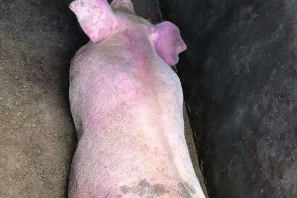 母猪蓝耳病的症状，急性型表现为拒绝进食、精神沉郁等