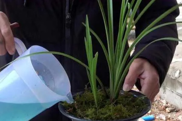 蕙兰的开花期如何浇水，可以4-5天浇一次水