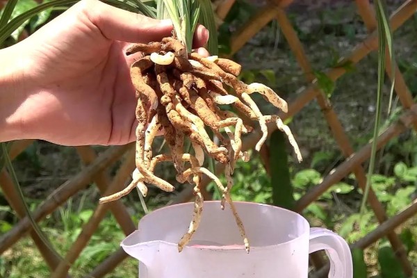 蕙兰的开花期如何浇水，可以4-5天浇一次水