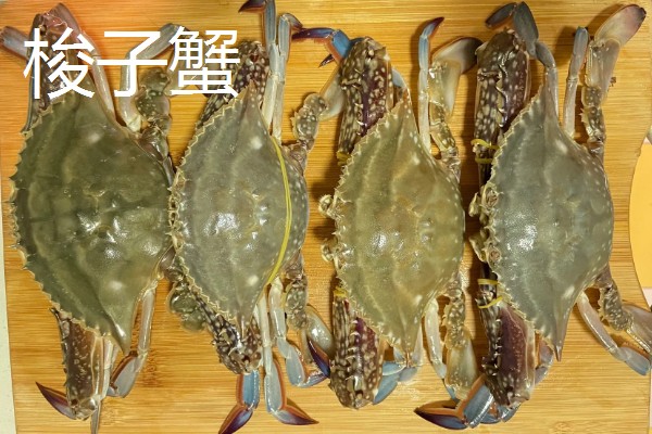 为什么螃蟹横着走，它们是依靠地磁场来判断方向