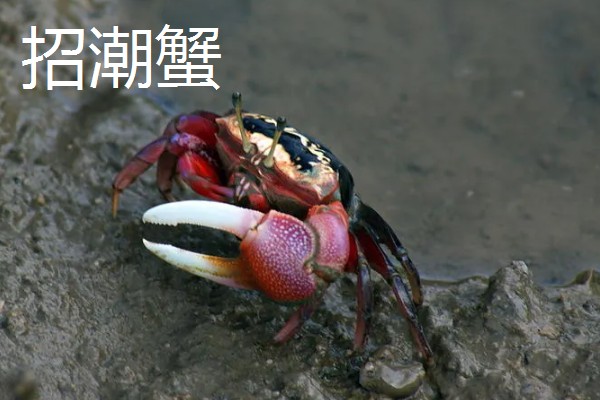 为什么螃蟹横着走，它们是依靠地磁场来判断方向