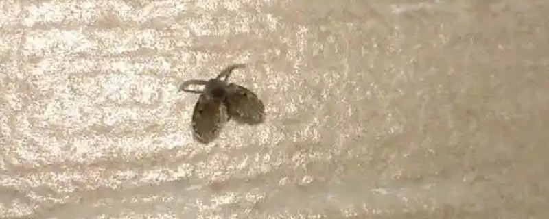 室内小飞虫如何根除，可以放粘虫板