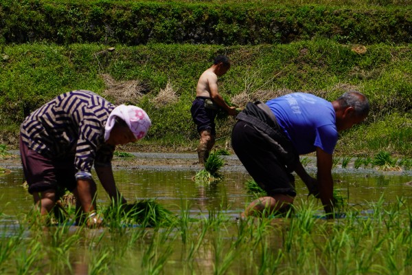 立夏之后有哪些农事活动，可种植小麦、水稻等