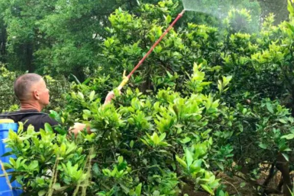 立夏之后有哪些农事活动，可种植小麦、水稻等