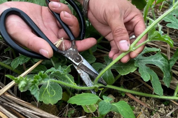 立夏之后有哪些农事活动，可种植小麦、水稻等