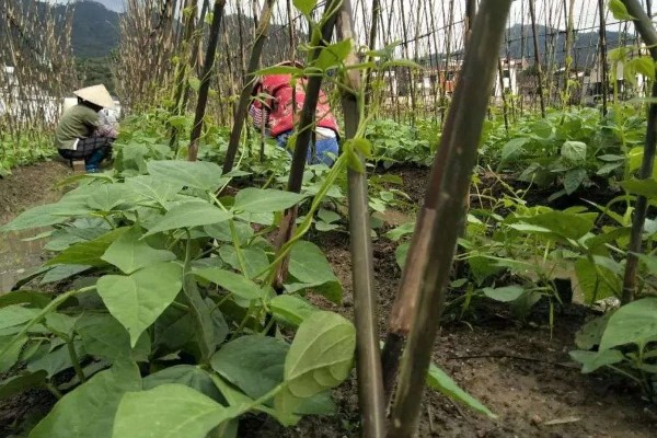 立夏之后有哪些农事活动，可种植小麦、水稻等