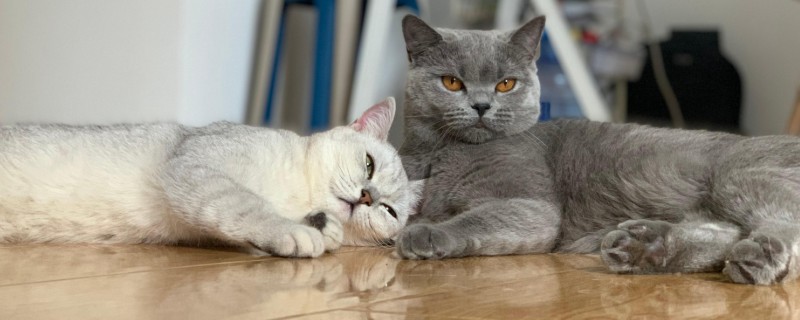 猫鼻支的症状有哪些，眼睛和鼻子会有分泌物