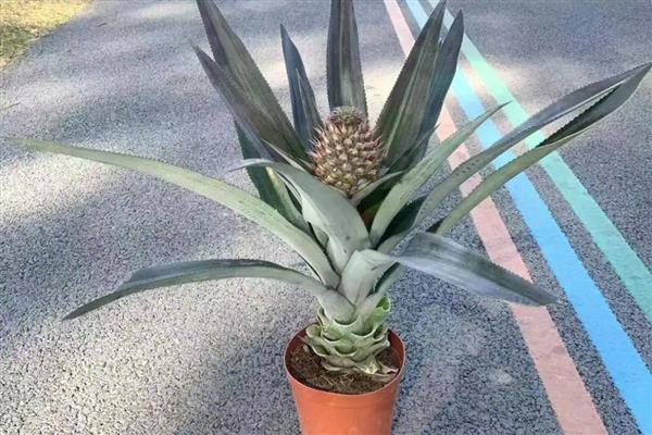 盆栽菠萝一般几年结果，一般1年结果
