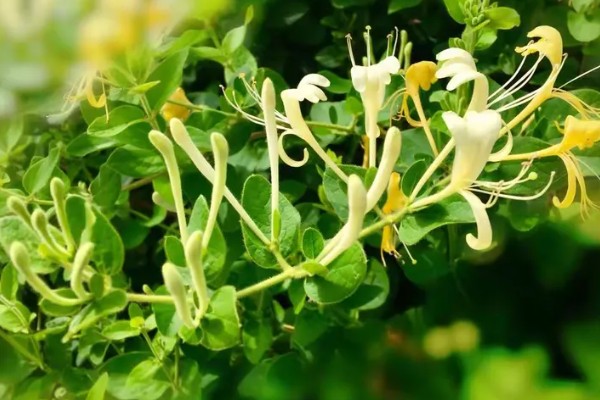 金银花有没有毒，不仅无毒还可入药