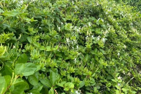 金银花有没有毒，不仅无毒还可入药
