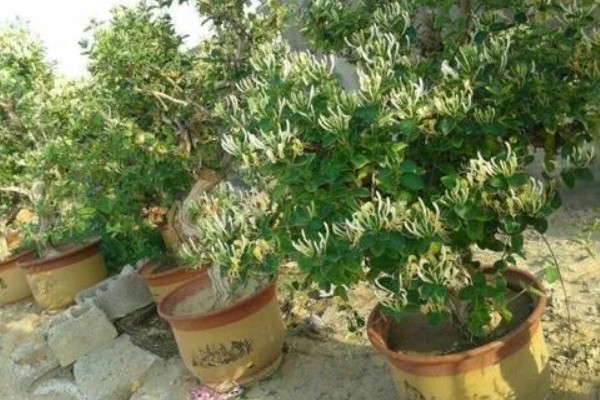 金银花有没有毒，不仅无毒还可入药