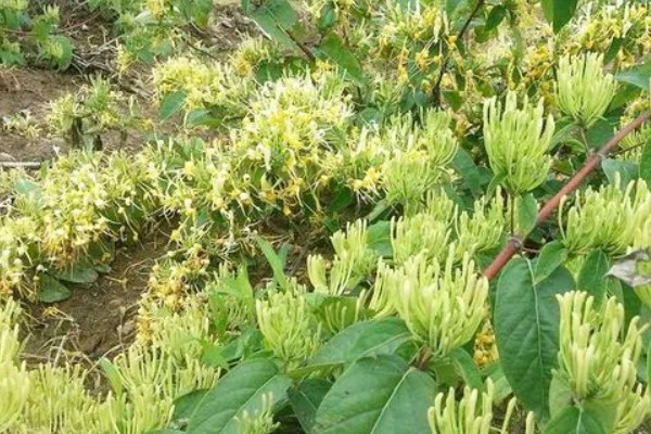 金银花有没有毒，不仅无毒还可入药
