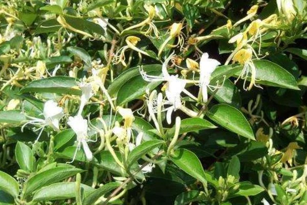 金银花有没有毒，不仅无毒还可入药
