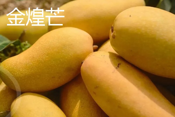 金煌芒如何判断生熟，可观察颜色、捏软硬等