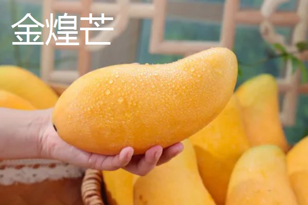金煌芒如何判断生熟，可观察颜色、捏软硬等