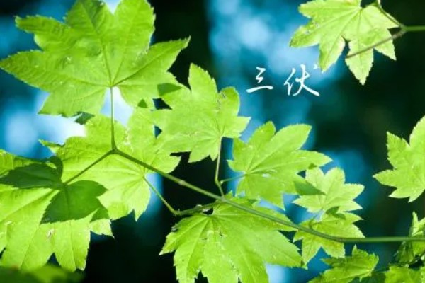 出伏吃什么传统食物，可多吃百合、玉竹、沙参等