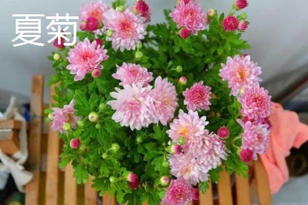 菊花的品种,常见的有夏菊、秋菊等