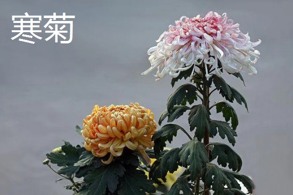 菊花的品种,常见的有夏菊、秋菊等