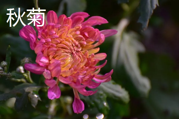 菊花的品种,常见的有夏菊、秋菊等