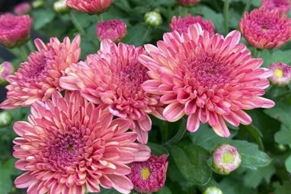 菊花的品种,常见的有夏菊、秋菊等