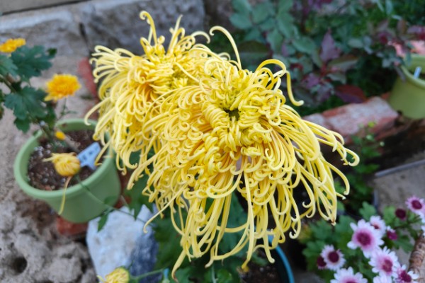 菊花的品种,常见的有夏菊、秋菊等