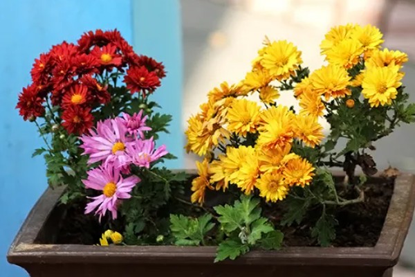 菊花的品种,常见的有夏菊、秋菊等