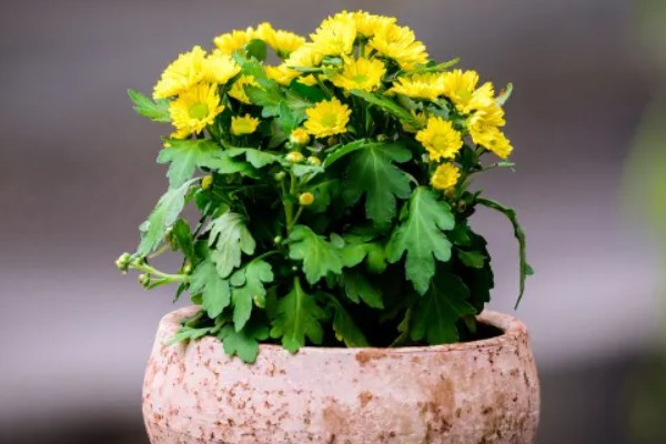 菊花的品种,常见的有夏菊、秋菊等