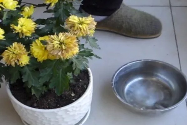 菊花的品种,常见的有夏菊、秋菊等