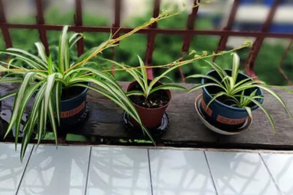 吊兰能放卧室吗，吊兰可以放在卧室