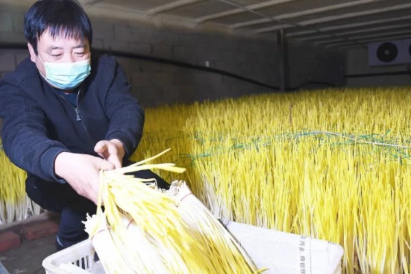 一亩大棚蒜黄的效益，减去成本可获利1万元左右