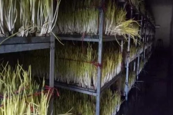 一亩大棚蒜黄的效益，减去成本可获利1万元左右