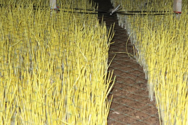 一亩大棚蒜黄的效益，减去成本可获利1万元左右