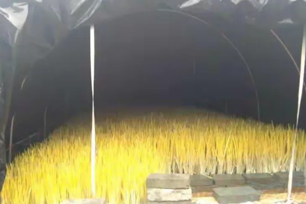 一亩大棚蒜黄的效益，减去成本可获利1万元左右