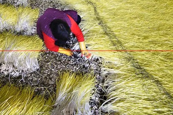 一亩大棚蒜黄的效益，减去成本可获利1万元左右