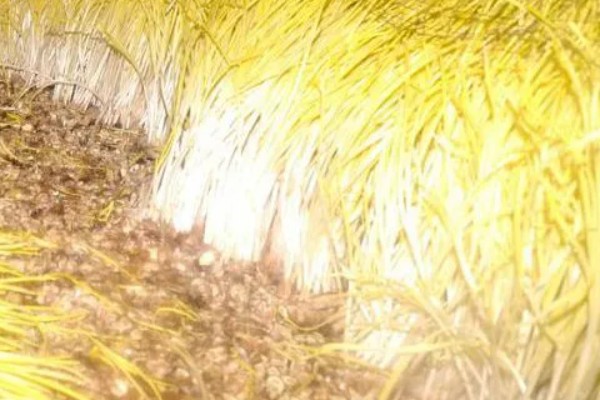 一亩大棚蒜黄的效益，减去成本可获利1万元左右