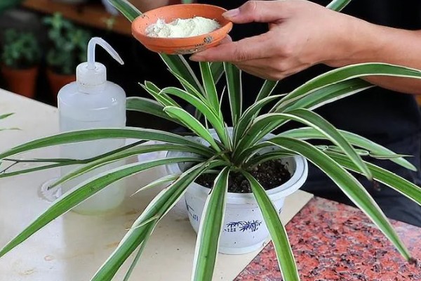 吊兰能放卧室吗，吊兰可以放在卧室