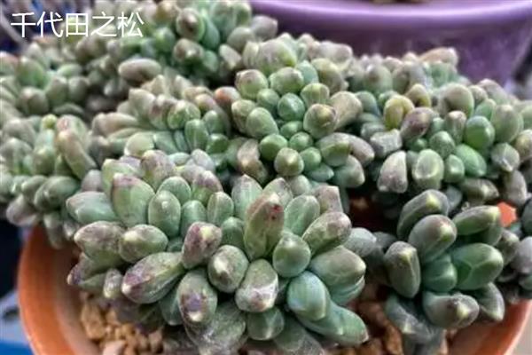 千代田之松和蓝黛莲的区别，株型和叶片均不同