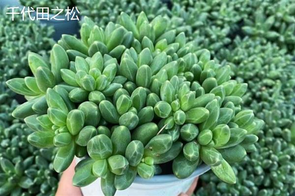 千代田之松和蓝黛莲的区别，株型和叶片均不同
