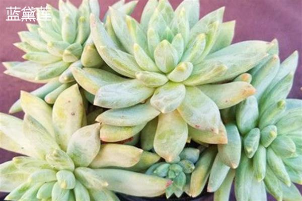 千代田之松和蓝黛莲的区别，株型和叶片均不同