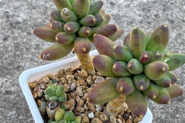 千代田之松和蓝黛莲的区别，株型和叶片均不同