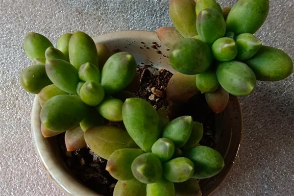 千代田之松和蓝黛莲的区别，株型和叶片均不同