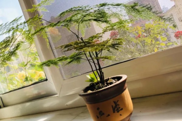 文竹长高了要掐尖吗，文竹长高了需要掐尖