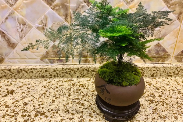 文竹长高了要掐尖吗，文竹长高了需要掐尖