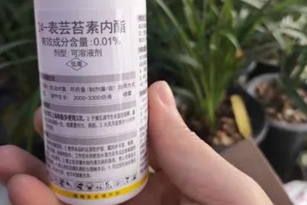 芸苔素内酯的作用，可促进果实膨大