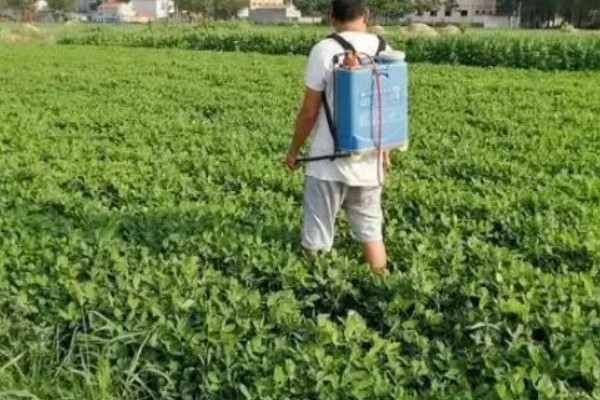 芸苔素内酯的作用，可促进果实膨大