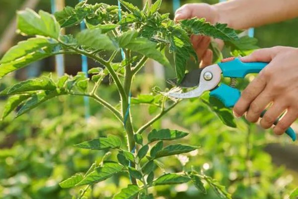 露地番茄的种植技术，4-5月份种植为佳