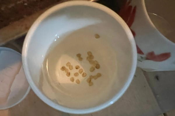 露地番茄的种植技术，4-5月份种植为佳