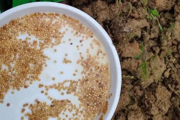露地番茄的种植技术，4-5月份种植为佳