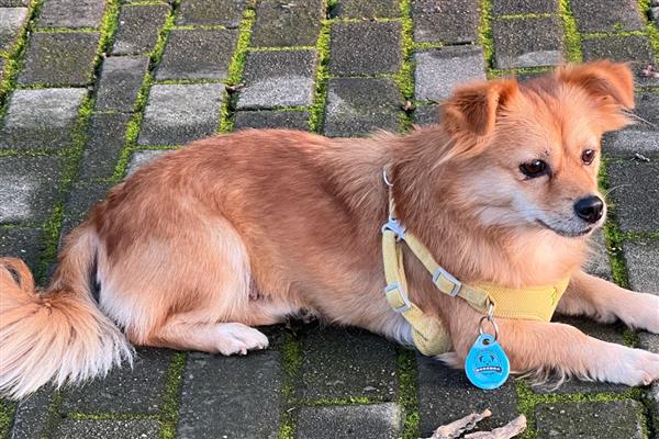 狗狗癫痫的症状，前期会变得异常敏感